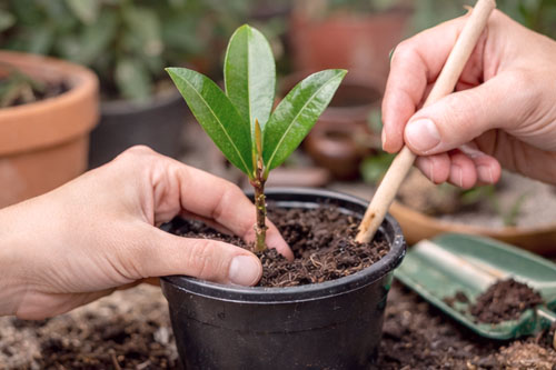Rozmnażanie laurowiśni