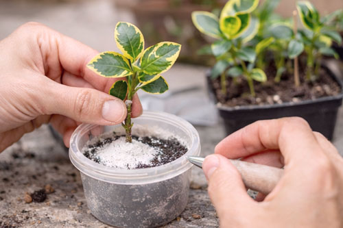 Rozmnażanie trzmieliny