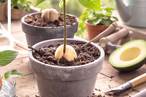 Sadzenie awokado z pestki