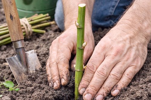 Sadzenie wierzby z gałęzi
