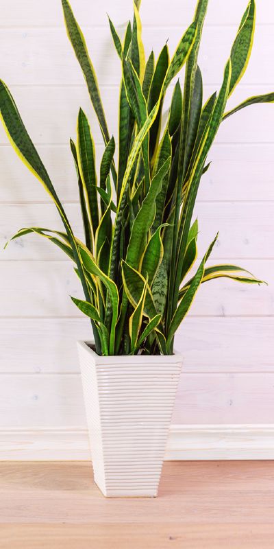 Sansewieria w domu