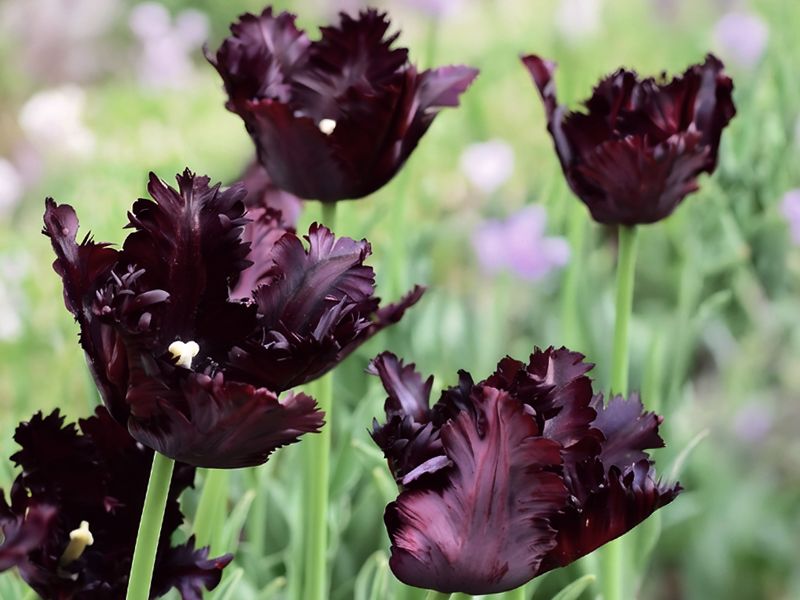 Czarny kwiat - tulipan Black Parrot