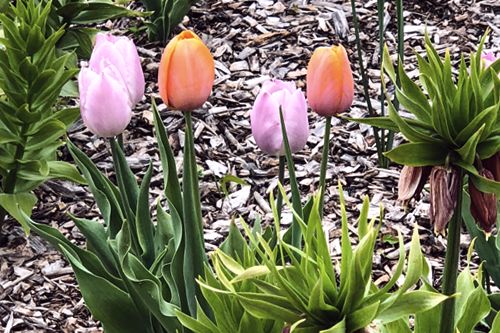 Tulipany w ogrodzie - aranżacja