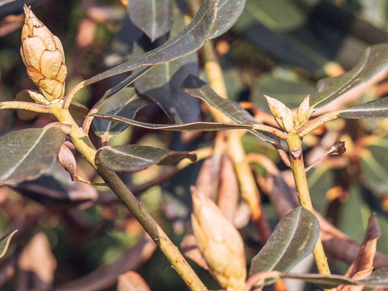Zarażony rododendron